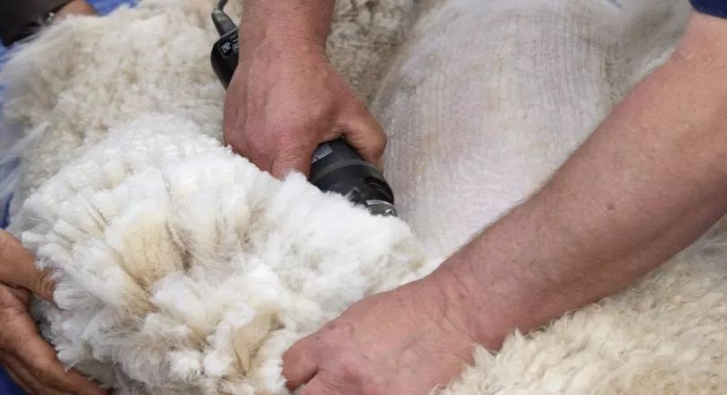 面料常识：细羊毛与羊绒的区别